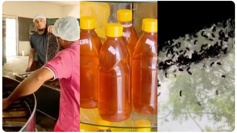Município do Maranhão lidera produção de mel no Brasil pelo segundo ano consecutivo, aponta IBGE
